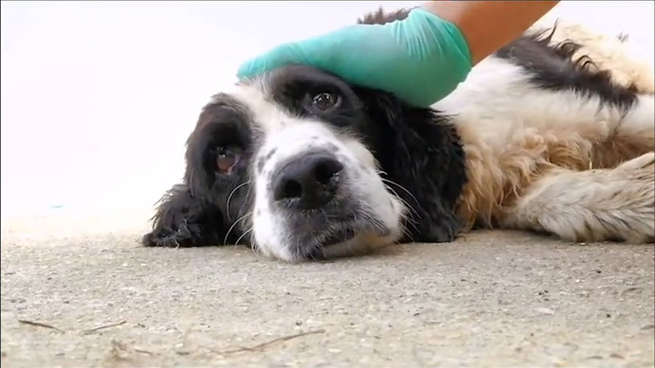 汶川地震唯一在世搜救犬冰洁14岁了相当于人类90多岁曾勇救13人