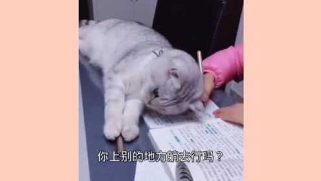 小猫咪陪伴学习了