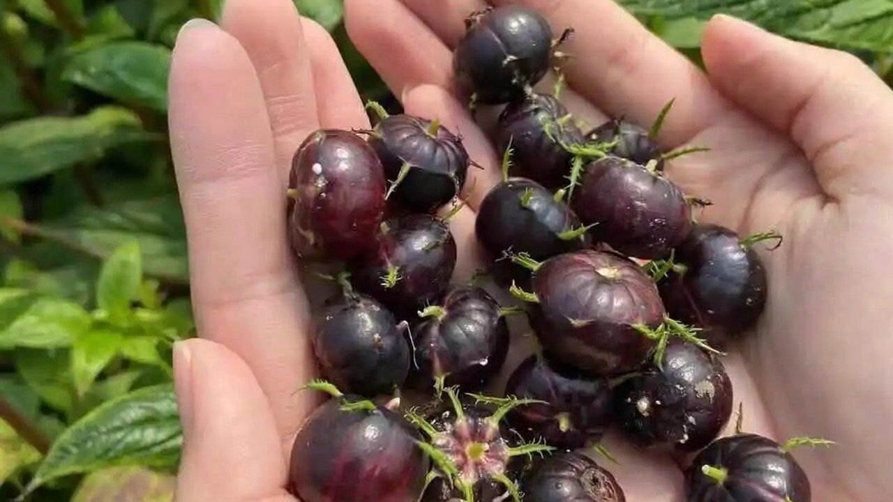 特色种植#,#特色农业#,#红果参#,#乡村振兴特色种植