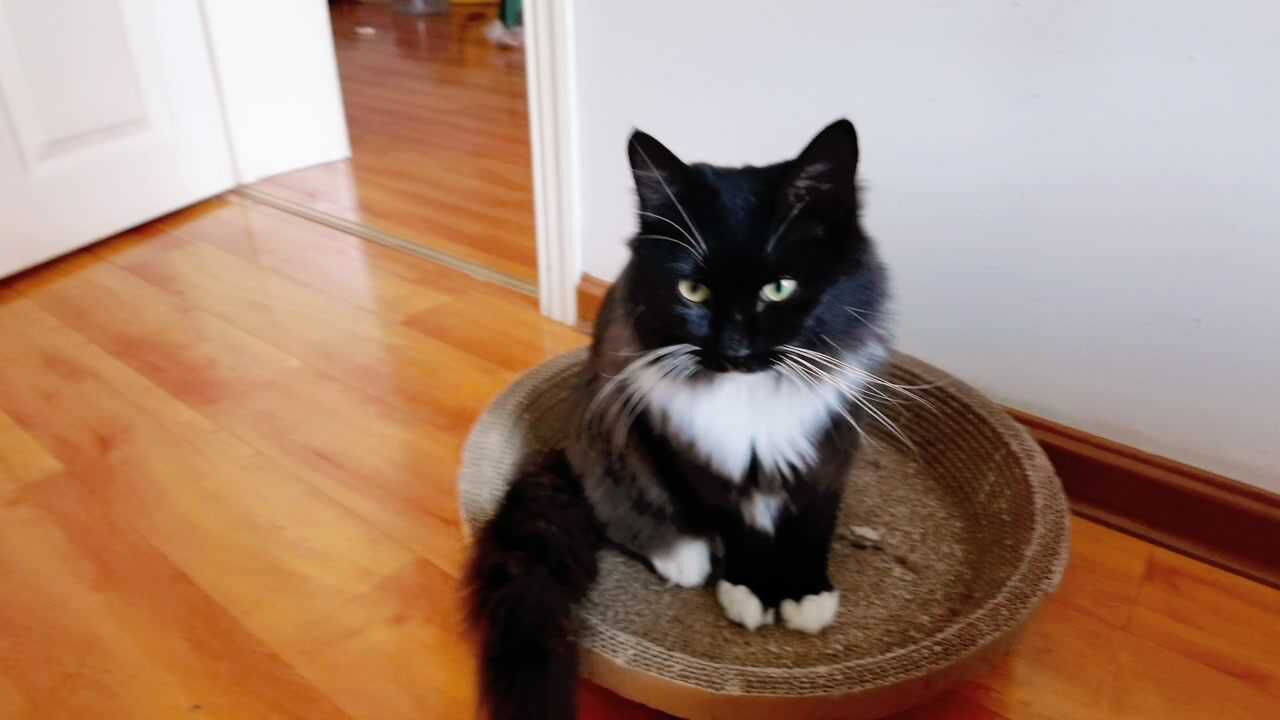 乌云盖雪猫咪,论中华田园猫的战斗力._腾讯视频