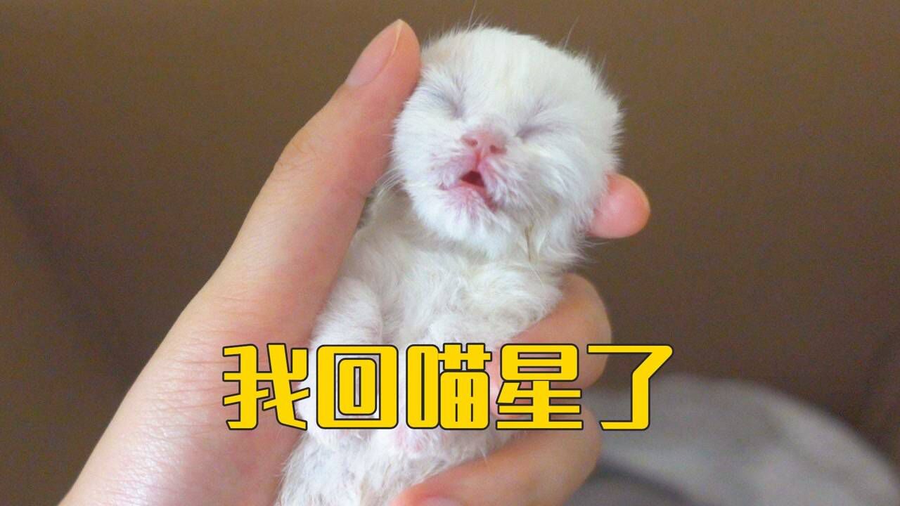 小奶猫的最后一个视频，它的生命只有短暂5天！#萌宠百善乘着春风传递爱#_高清