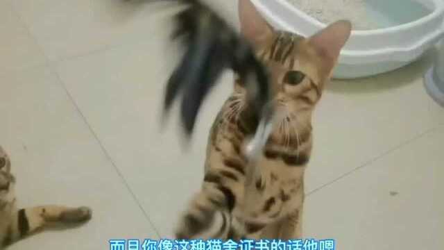 #一起来吸猫#注册国际猫舍证书和没证的猫舍有什么区别呢