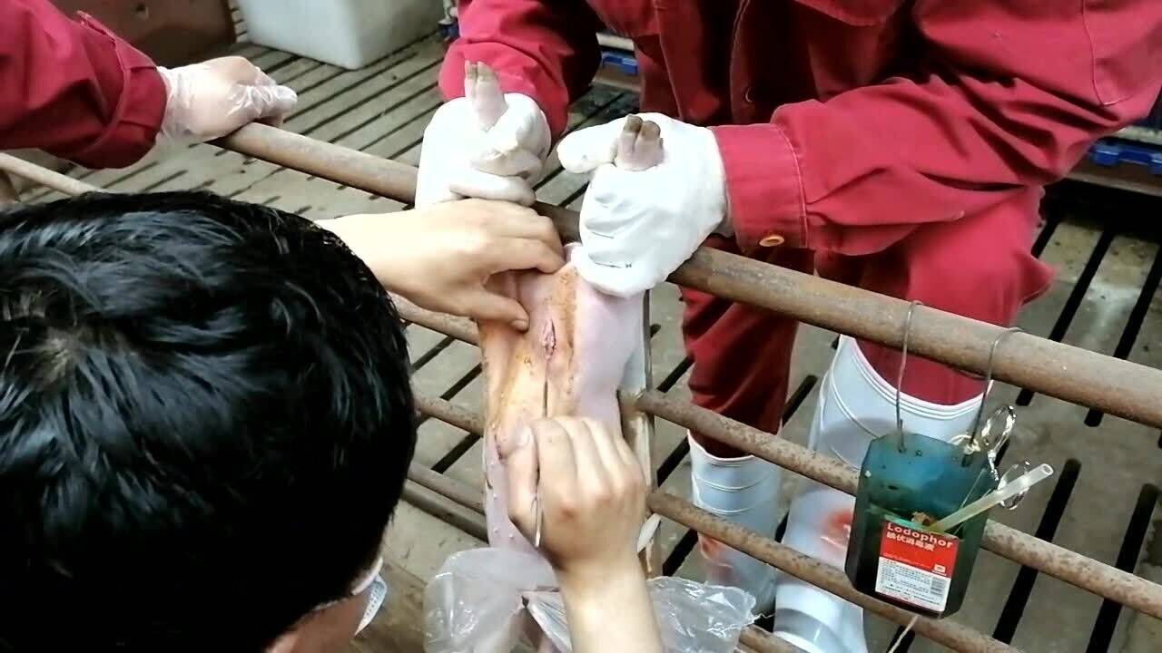 猪阴囊疝连肠蛋切除术新手小白看两遍就能学会只要敢下手没什么不可能