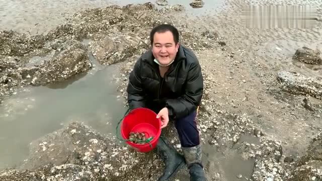 锄头成赶海得力用具?大胖在沙滩上轻轻一划全是花贝,捡的好过瘾