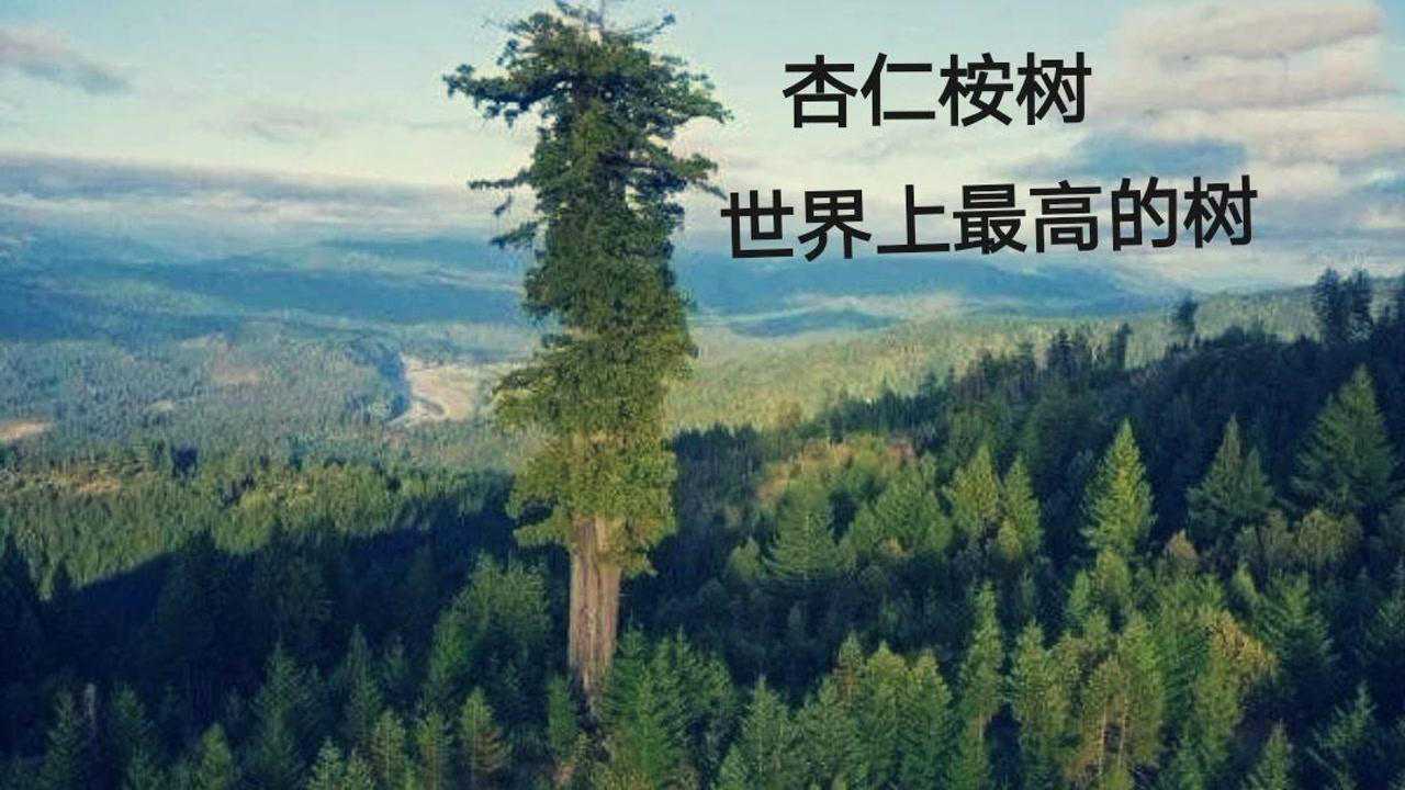 世界上最高的树:杏仁桉树,高达156米,每棵树每年吸水175吨.