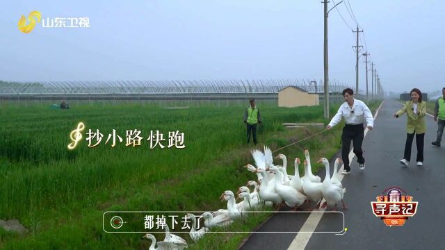 追大鹅吃草莓,韩承羽、张美琪玩嗨了