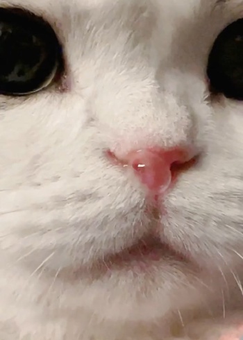 小猫咪也会冒鼻涕泡泡