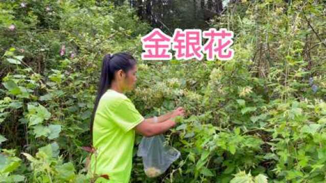 大山发现野生金银花,摘回家做成金银花煎饼,吃起比苦瓜还苦