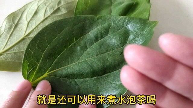 柿子叶又名“黄金叶”,比柿子还值钱,原来价值这么高,了解下