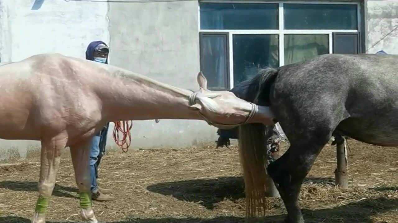 公马和母马相亲名场面温馨浪漫时刻一对比一对更有情调