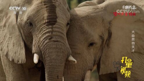 在干旱季节，聪明的大象能找到水，但狒狒们也不傻