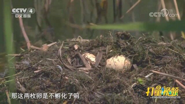 利用芦苇根做巢基,凤头鸊鷉在水面筑的巢是什么样的?