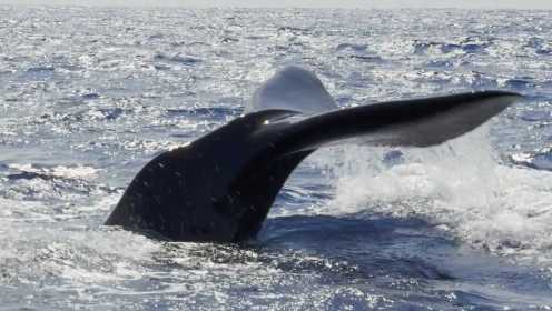 《野性斯里兰卡 巨兽海岸》- 世界最大的抹香鲸群还有独特的蓝鲸群落就在这里！