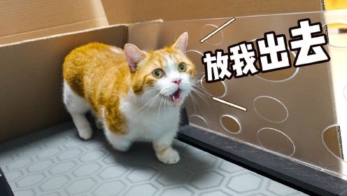 胖橘减肥，铲屎官改造猫猫版—破釜沉舟跑步机！效果绝佳！