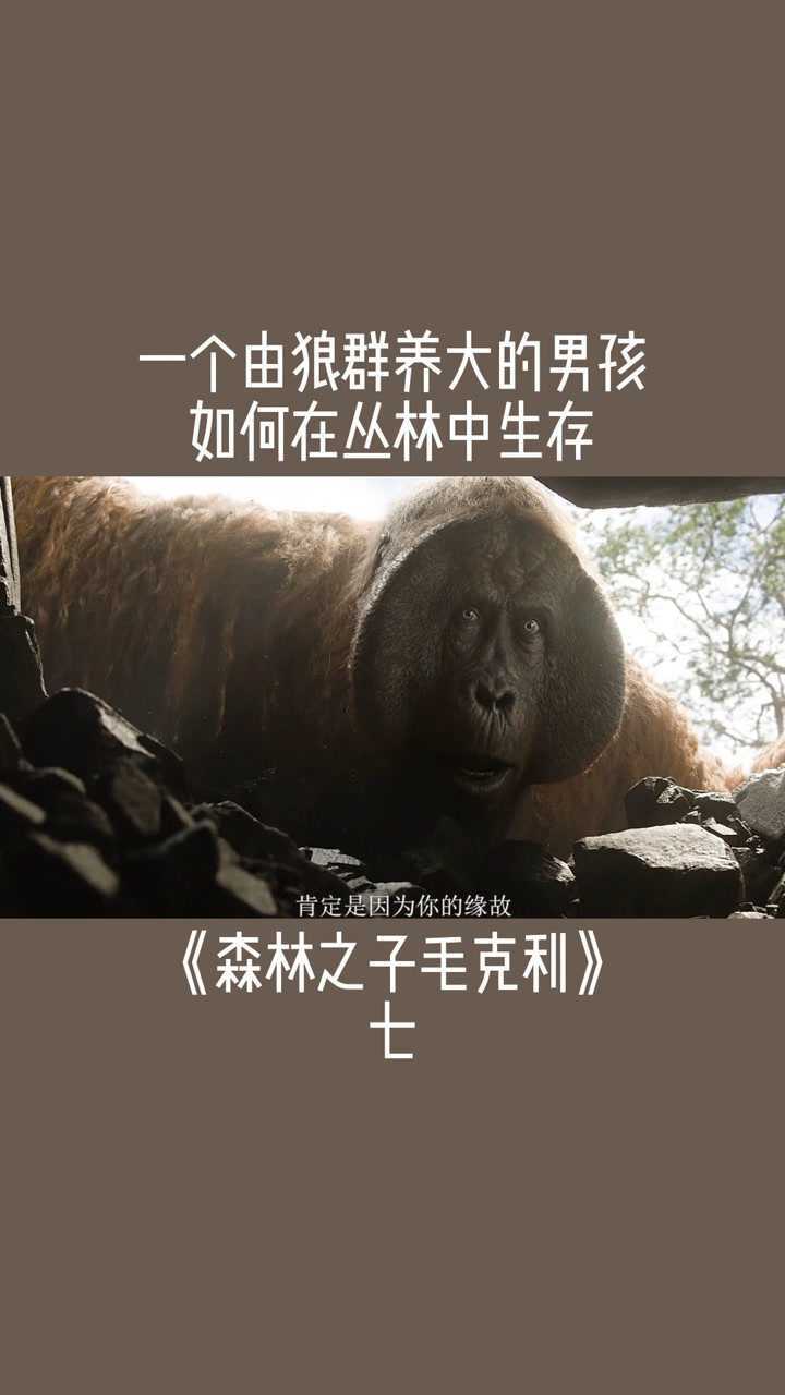 一个由狼群养大的男孩如何在丛林中生存七影视剪辑电影森林之子毛克利