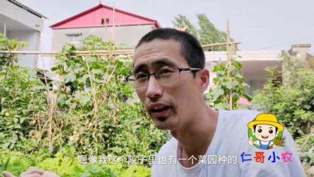 西红柿做果后,主杆和叶子枯干,是啥原因,网友吱吱招!