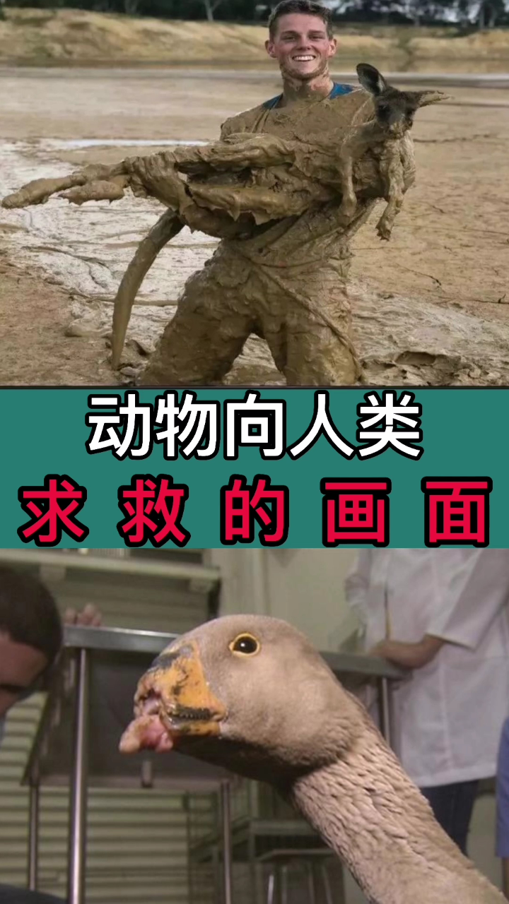 动物向人类求救的画面