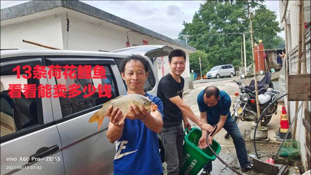 城里老板出高价买荷花鲤鱼,东哥天未亮放水抓鱼,看看能卖多少钱