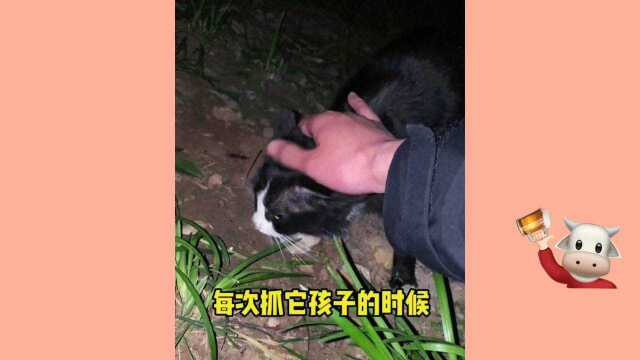 可爱的小猫咪