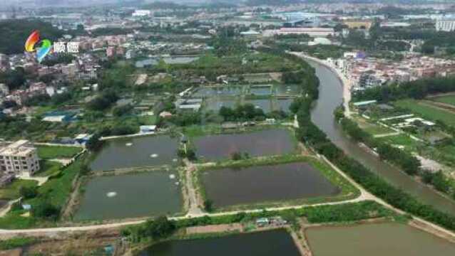 大良 大门|顺德“园美行动 幸福家园”四小园建设评选活动