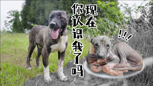 不知名犬种,现在你认识我了吗?