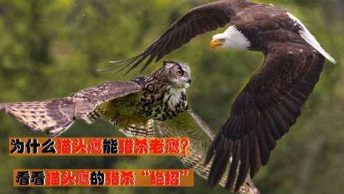 老鹰作为空中霸主，为什么猫头鹰还能捕食它？猫头鹰到底有何本领？