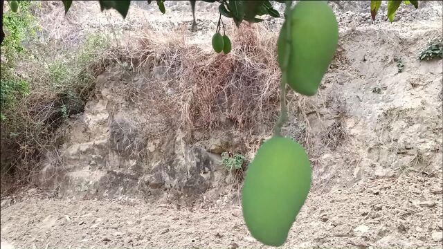 攀枝花的贵妃芒果、小可爱