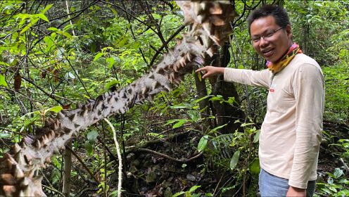 深山发现20多米长的"过山龙",很多人没见过,拍给大家看一下