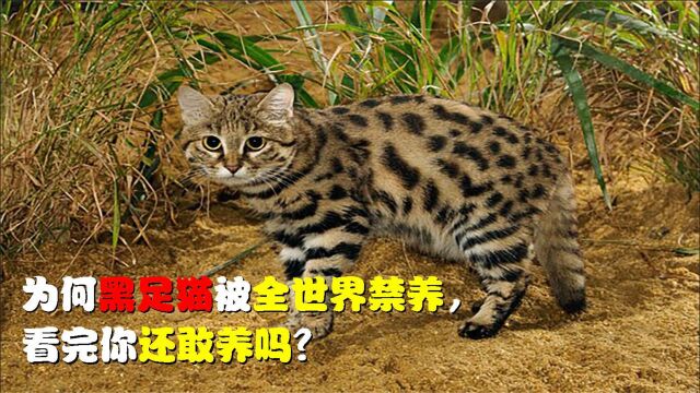 黑足猫为何被全世界禁养,颜值再高也不行?看完你还敢养吗?