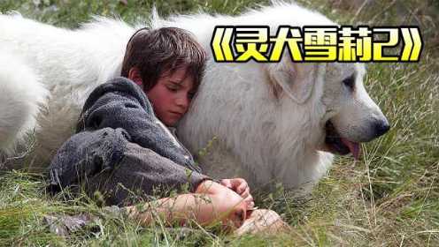 8岁小孩收养了一只雪山犬王，救了自己一命，还打败了一群狼#电影HOT大赛#