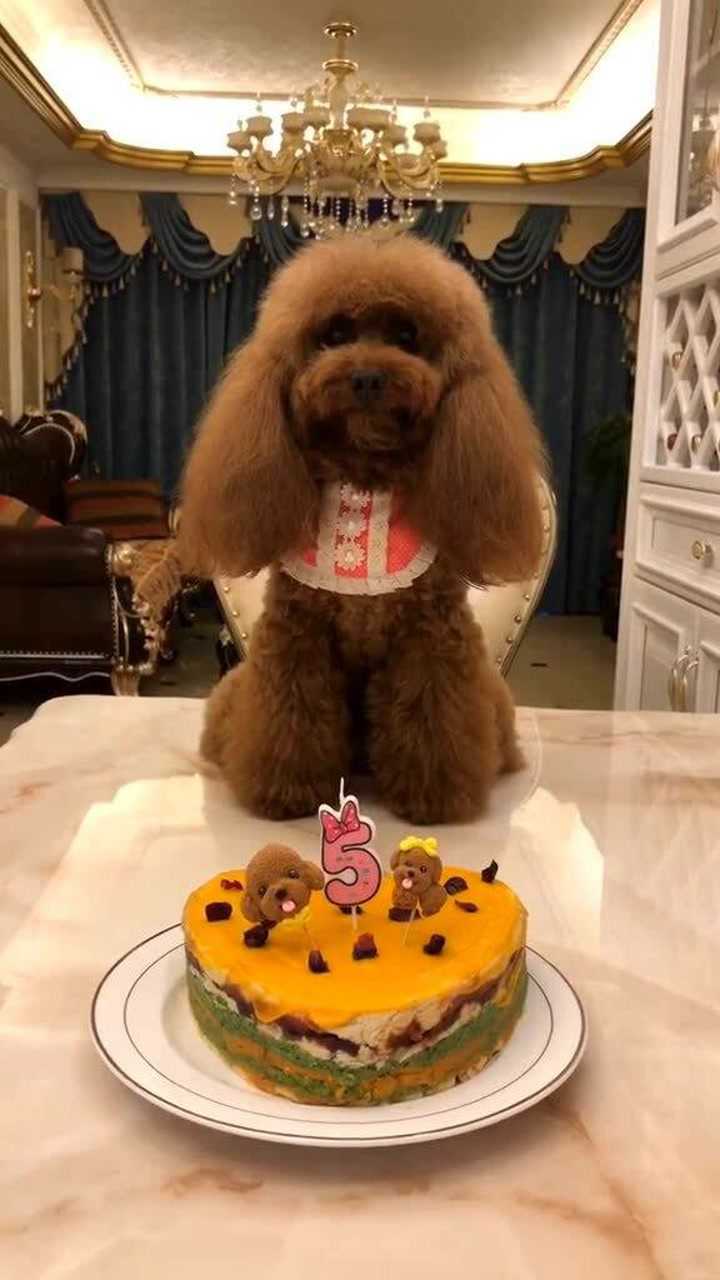 豆豆生日快乐,一转眼豆豆五周岁啦,时间过得真快