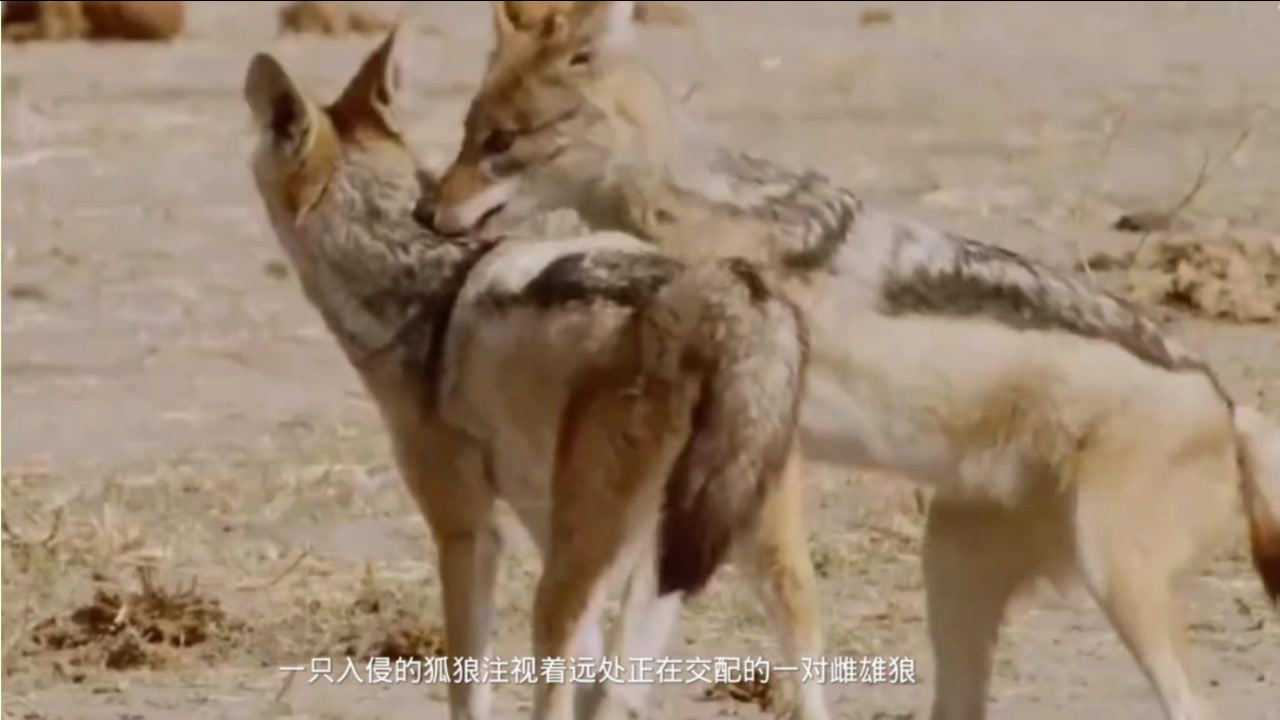 入侵的公狼,偷看雄雌狼交配,被对方穷追猛打_高清1080P在线观看平台_腾讯视频