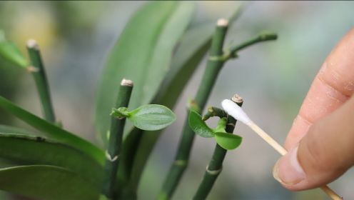 用蝴蝶兰花杆繁殖叶芽，这个方法最简单有效！
