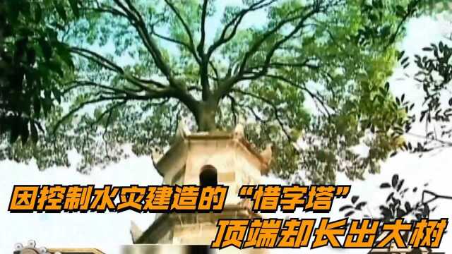 因控制水灾建造的”惜字塔“,顶端却长出大树,