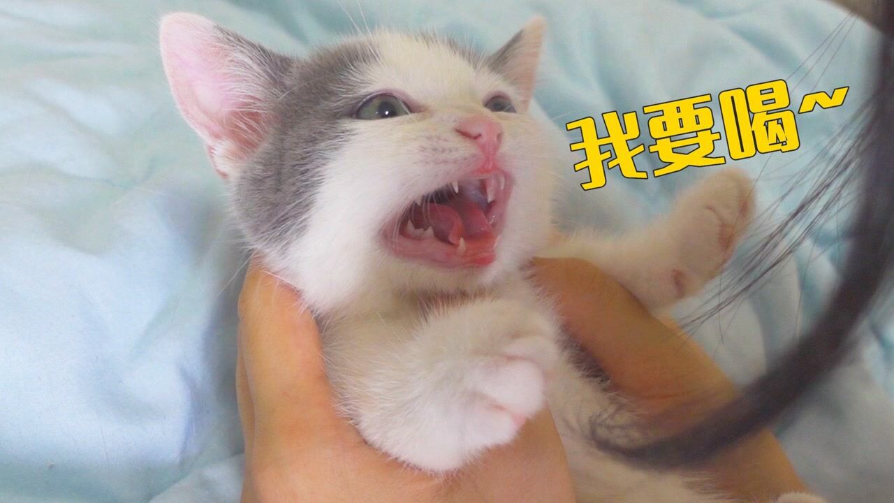 小奶猫2个月还不愿意断奶，只能找猫妈妈下手了！_高清