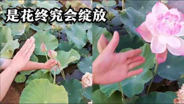 神评:一些荷花外表一般,内心却很美丽