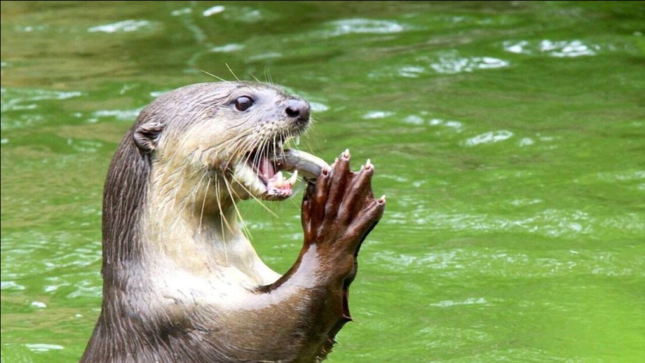 水猴子真的是水鬼吗带你认识水猴子的真面目它们超可爱