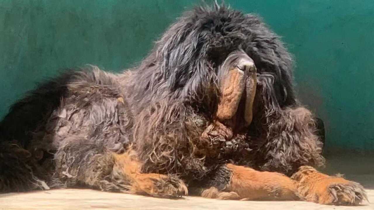 獒园拥有600多只藏獒唯独这只藏獒与众不同这只藏獒的叫声别具一格