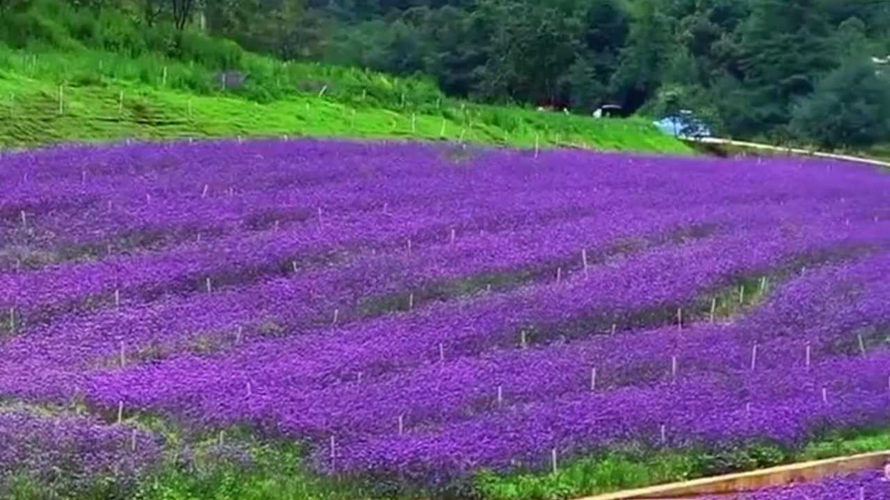 雲南昆明大板橋的薰衣草莊園的花海,蔚蔚而來,穿越其中,陶醉花海!