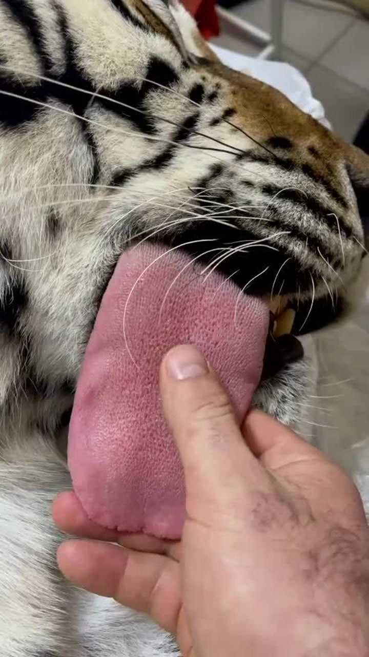 老虎舌头上的刺图片