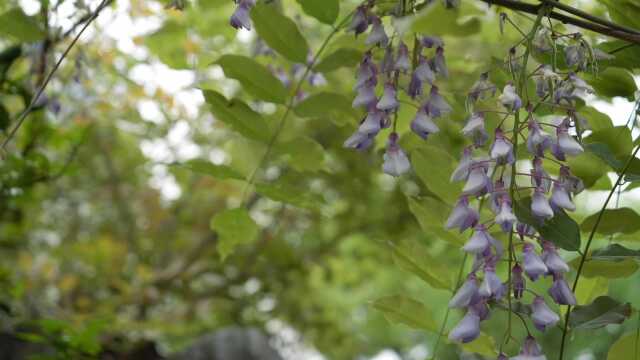 我把紫藤花做到了手机壳上~