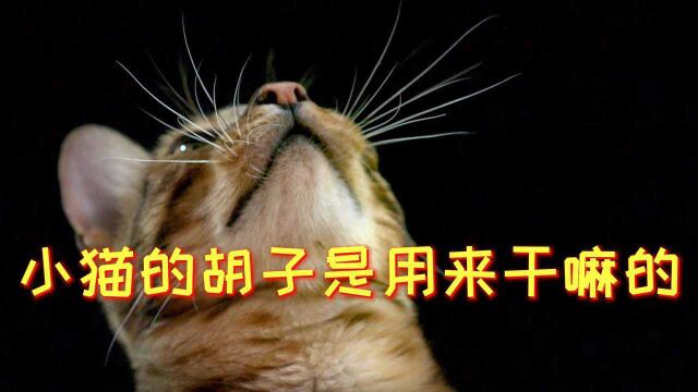 小猫胡子是用来干嘛的,专家到处求讯,结局不简单#“知识抢先知”征稿大赛#