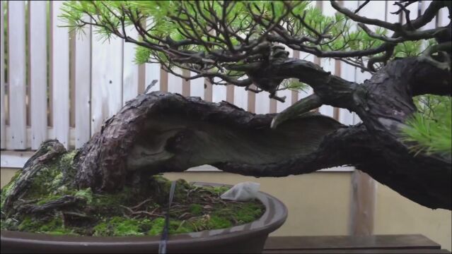 “黑骨”松树盆景,树干粗壮有劲,造型苍古雄奇,意境美,造型美