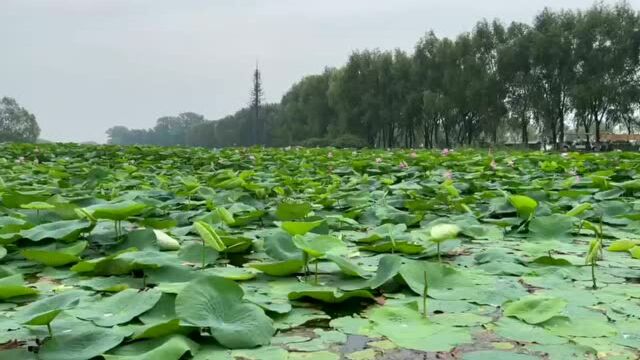 第九届铁岭荷花文化旅游节开幕,30余项主题活动“荷”你相约!