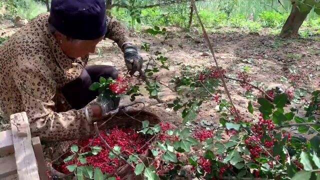 甘肃陇南农村80岁的老人,种植花椒十多亩,熟了摘不回去,难呀!