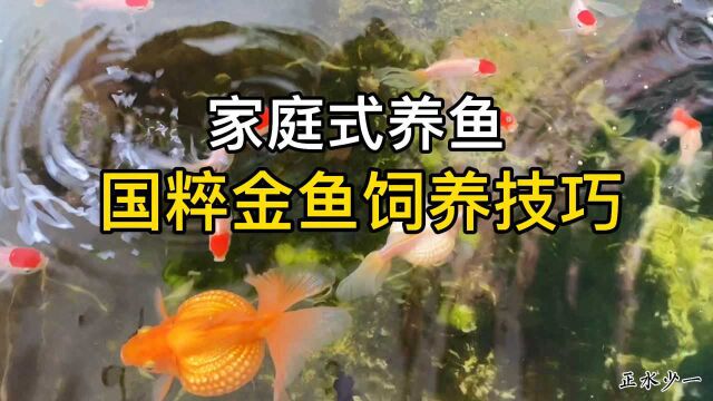 国粹金鱼饲养技巧,家庭式养鱼的方法