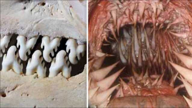 盘点4个牙齿最恐怖的动物!这种生物竟有25000颗牙?难以置信