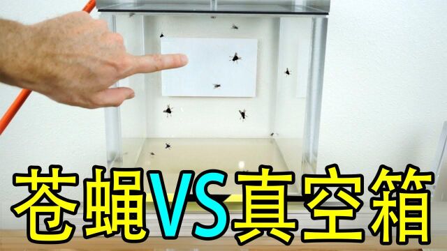 苍蝇真的能在真空室里飞吗? 活捉几只苍蝇,看它能撑几秒! #知识ˆ’知识抢先知#