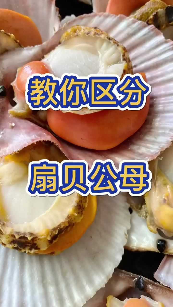 海鲜扇贝是分公母的,你知道公的好吃还是母的好吃?