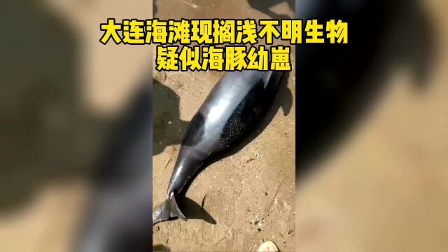 辽宁大连海滩现搁浅不明生物 疑似海豚幼崽